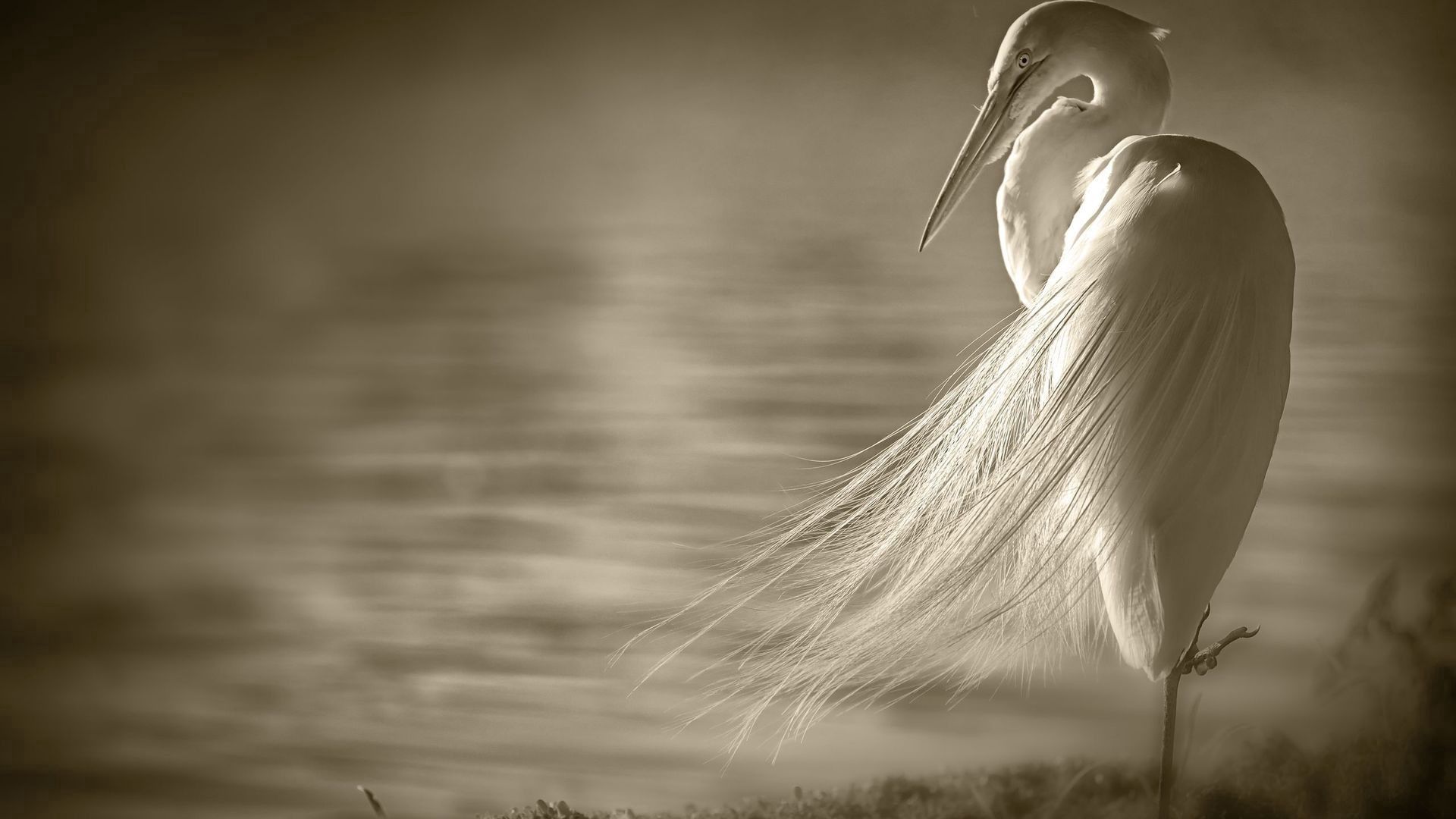 Download wallpaper 1920x1080 heron, bird, loneliness, swamps, black white full hd, hdtv, fhd, 1080p HD background