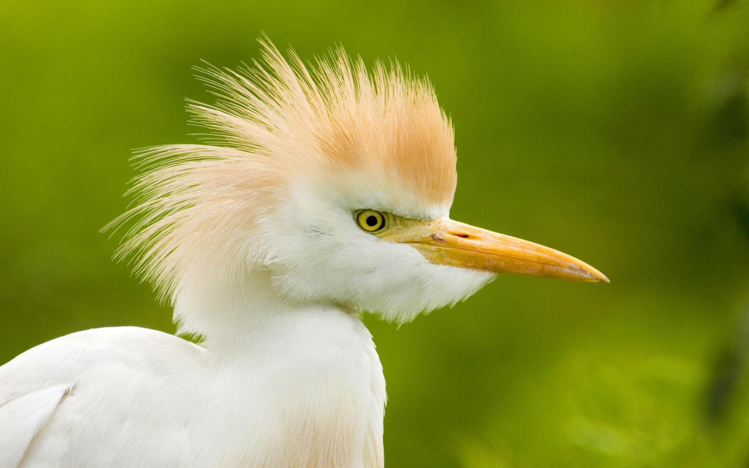 White Bird With Orange Head HD Wallpaper