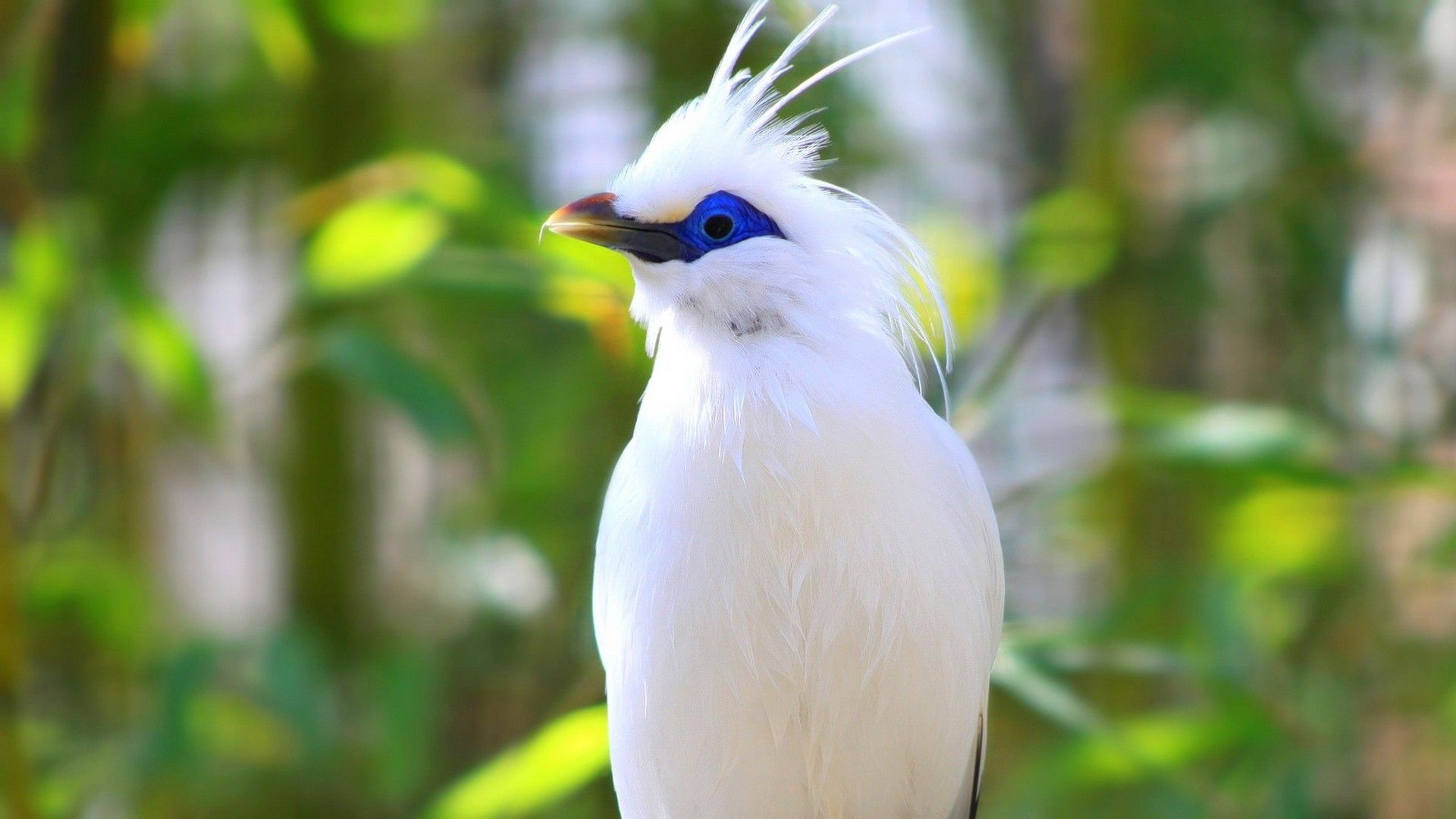 Nature Birds Wallpaper HD Free Download Desktop Wallpaper Bird With Blue Eyes, Download Wallpaper