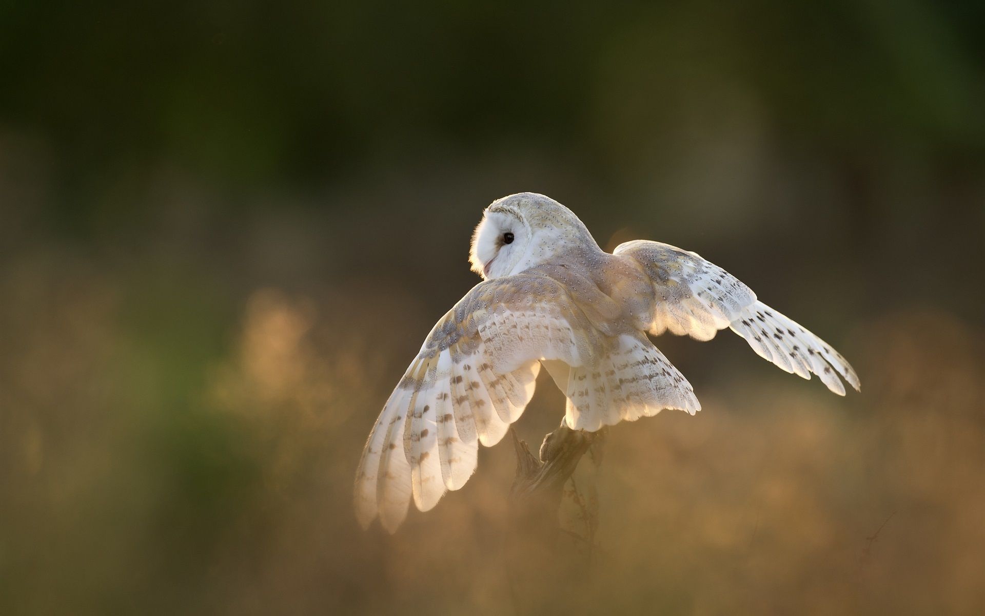 White Bird, Owl, Wings 640x1136 IPhone 5 5S 5C SE Wallpaper, Background, Picture, Image