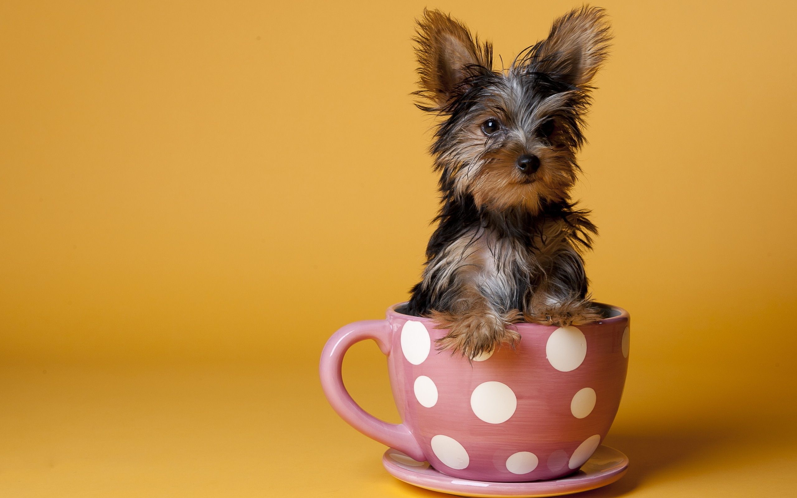 Dog In Tea Cup Wallpaper