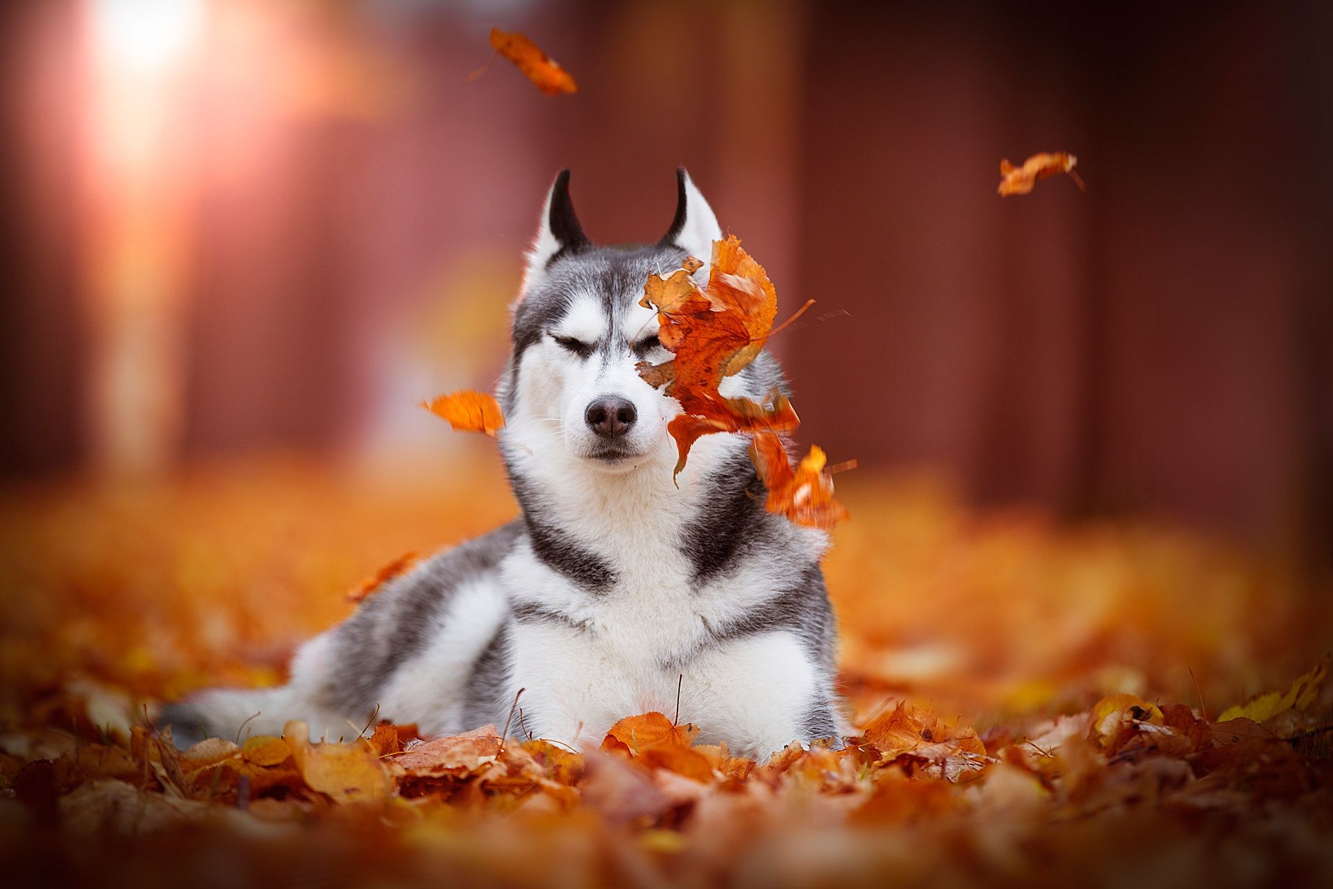 Autumn husky wallpaper