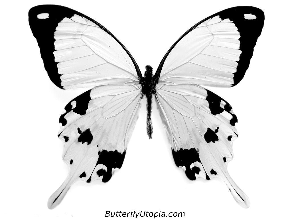Free Black And White Butterfly Wallpaper, Download Free Black And White Butterfly Wallpaper png image, Free ClipArts on Clipart Library