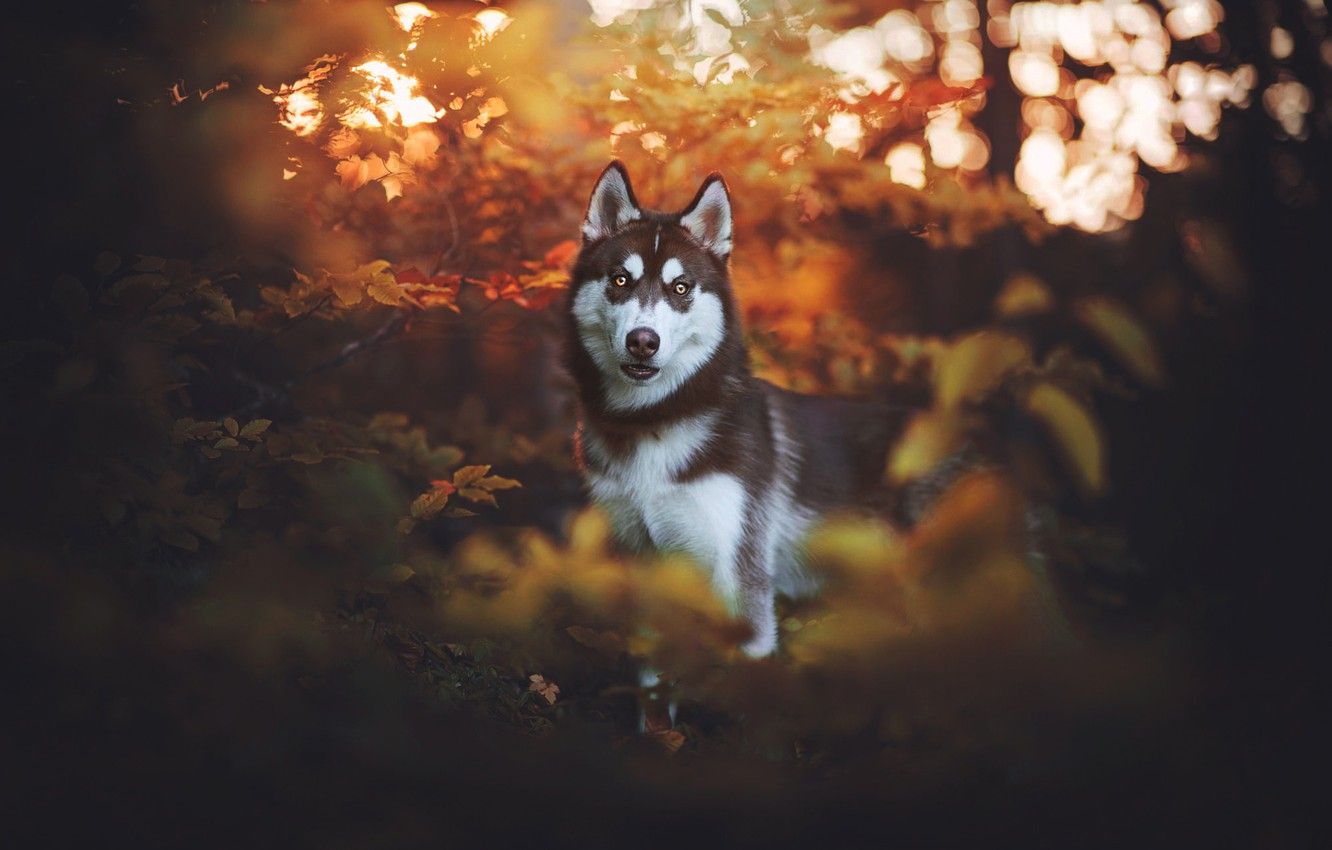 Wallpaper autumn, look, leaves, nature, the dark background, dog, husky, bokeh image for desktop, section собаки