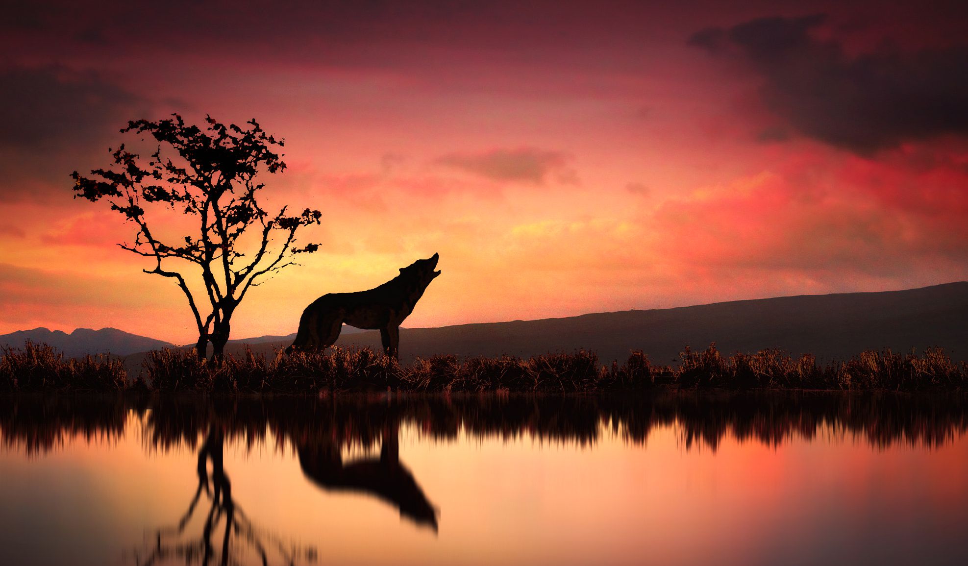 Sunset Wolves Wallpapers Wallpaper Cave