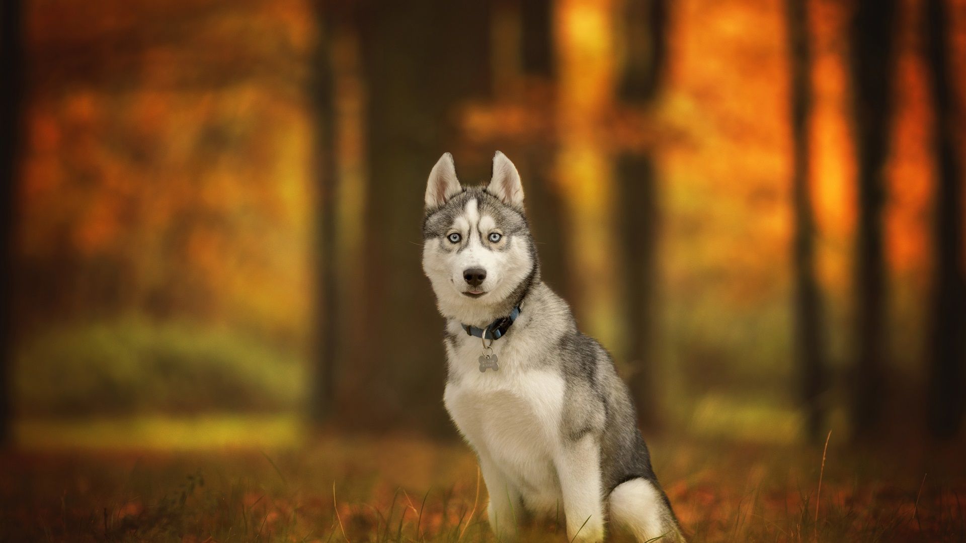 Wallpaper Husky dog sit on ground, autumn 3840x2160 UHD 4K Picture, Image