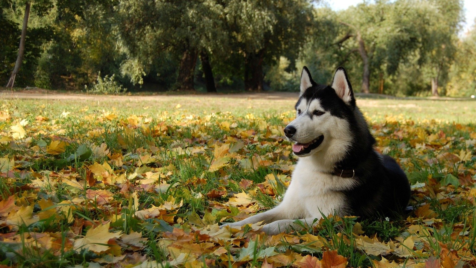 Nature autumn (season) animals leaves dogs husky Siberian husky wallpaperx1080