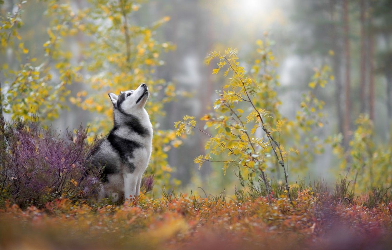 Wallpaper autumn, husky, breed image for desktop, section собаки