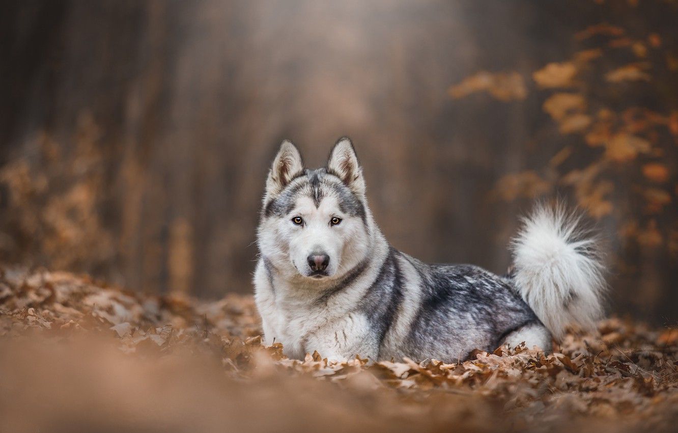 Wallpaper autumn, forest, look, leaves, trees, nature, pose, Park, background, foliage, dog, lies, husky, Malamute, blurred image for desktop, section собаки