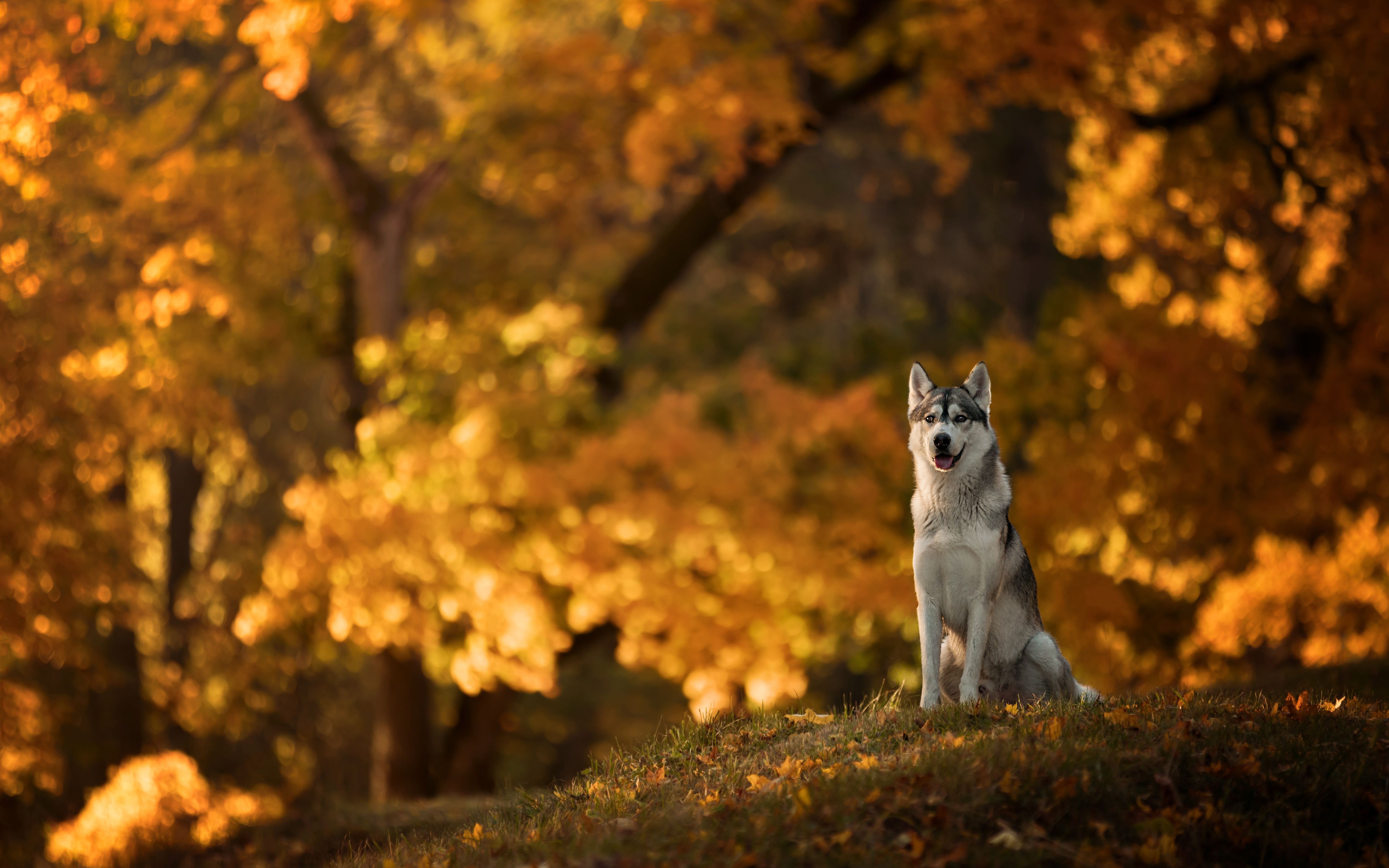A dog of the Husky breed sits on a clearing in an autumn park wallpaper and image, picture, photo