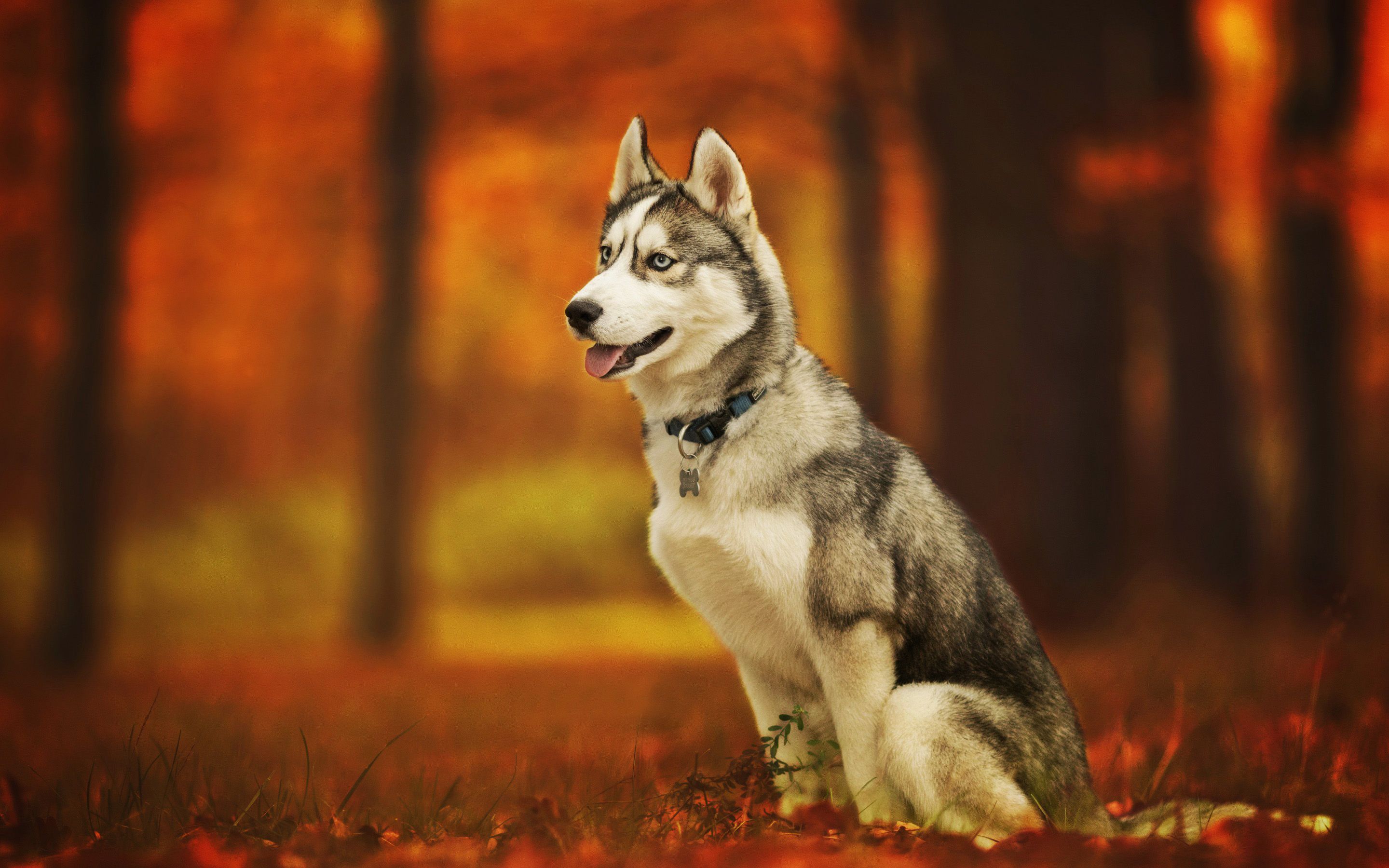 Download wallpaper Siberian Husky, autumn, pets, cute animals, bokeh, forest, Husky, cute dog, dogs, Siberian Husky Dog for desktop with resolution 2880x1800. High Quality HD picture wallpaper