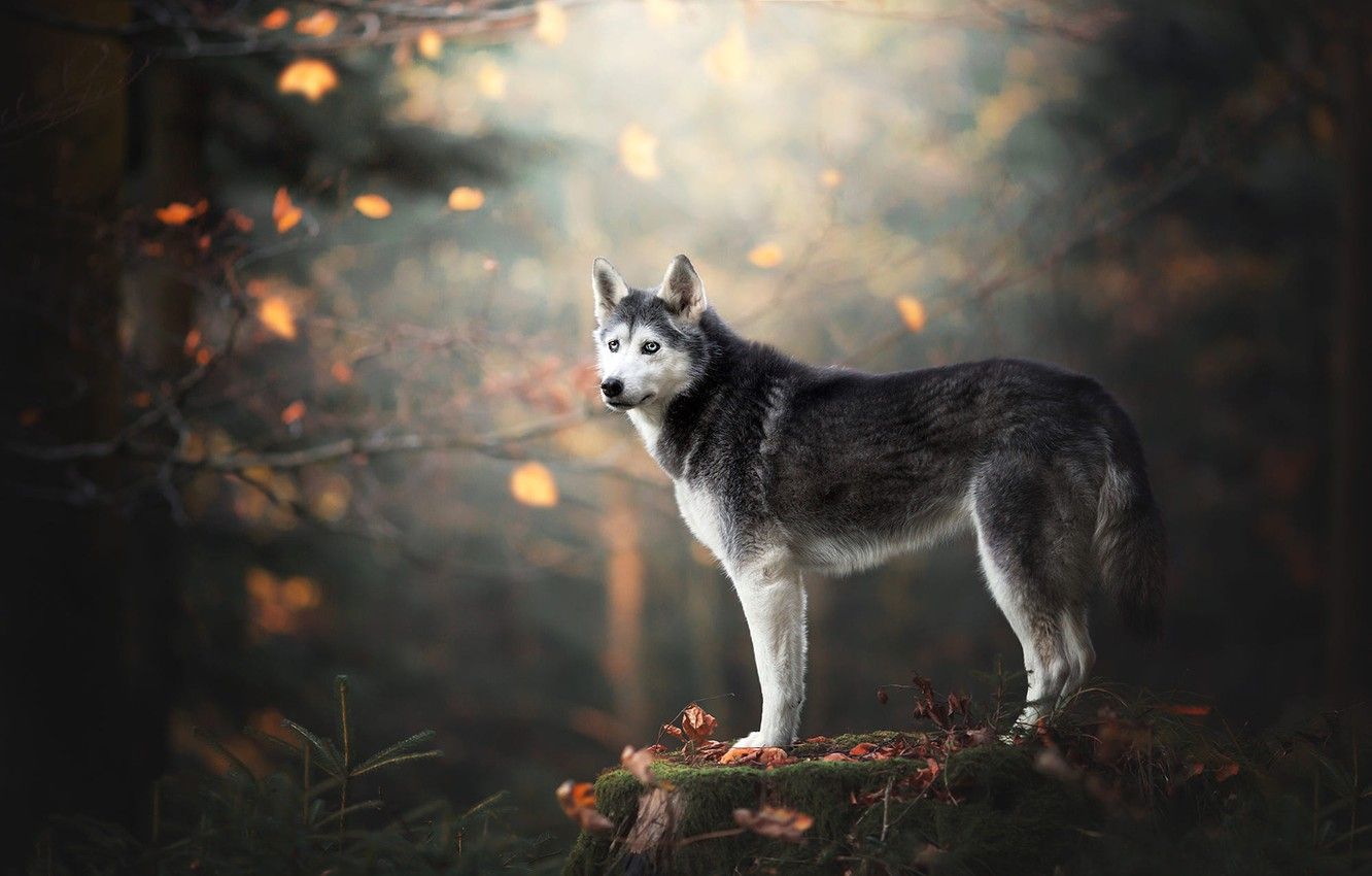 Wallpaper autumn, forest, look, leaves, branches, nature, pose, Park, background, moss, stump, dog, is, blue eyes, needles, husky image for desktop, section собаки