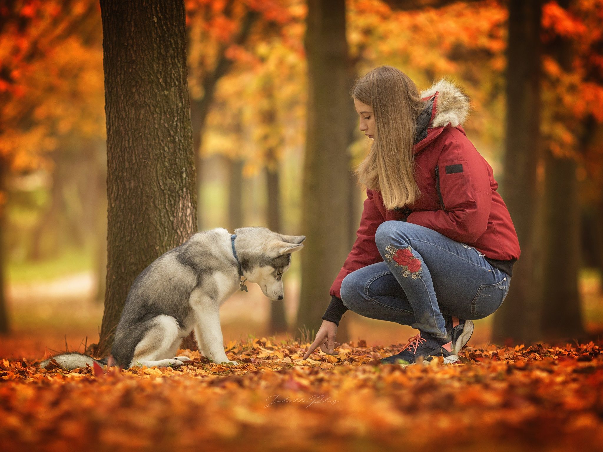 Photo Husky Dogs female Autumn animal 2048x1536