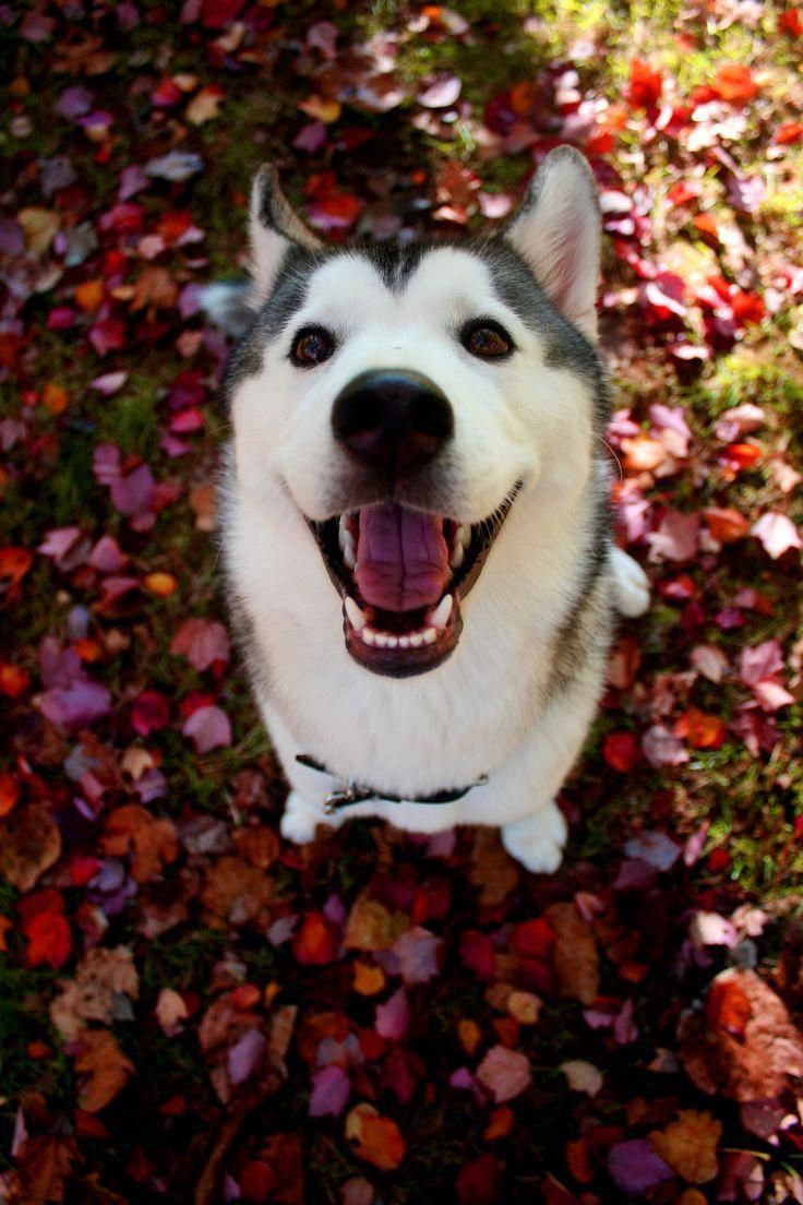 Autumn is a sweet and loving 6 month old Siberian Husky. #siberianhuskies. Perro husky siberiano, Perro husky, Perro siberiano