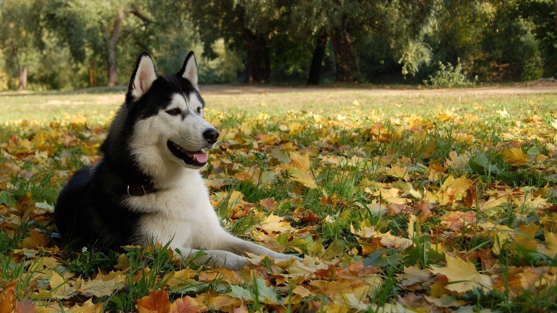 nature, animals, leaves, grass, dogs, husky, pets, Siberian husky, fallen leaves, Autumn leaves wallpaper