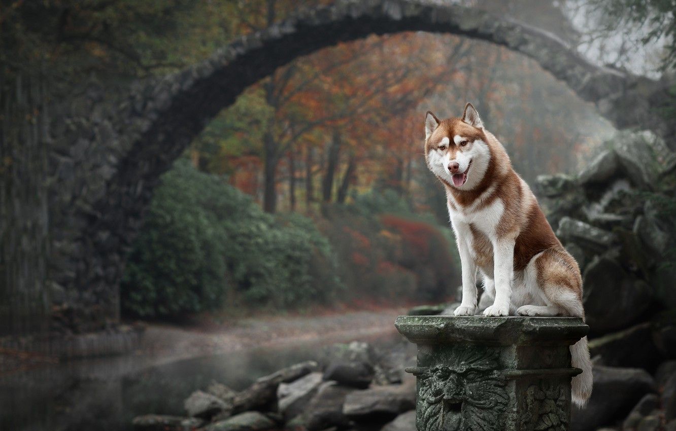 Wallpaper autumn, bridge, nature, dog, Husky image for desktop, section собаки