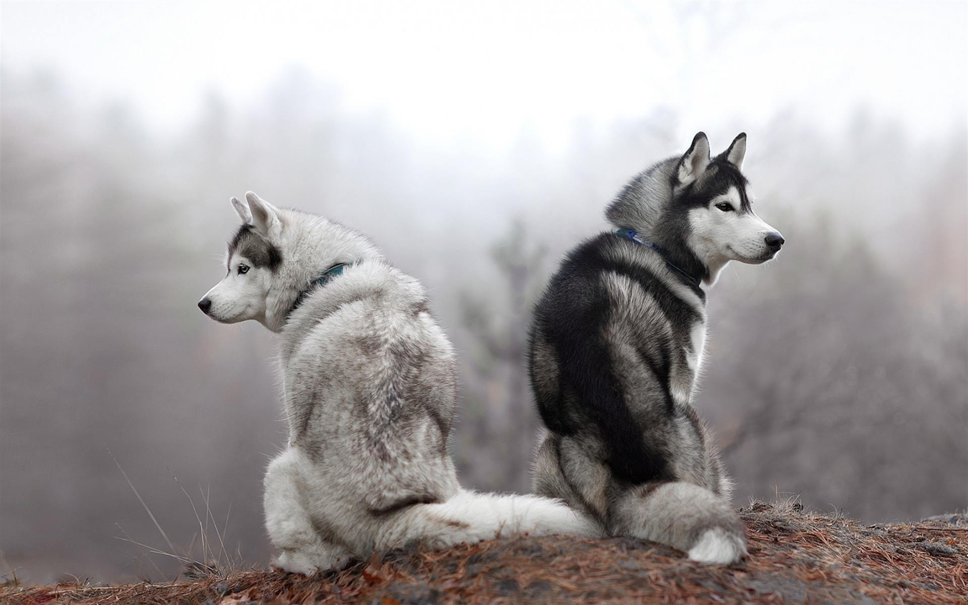 Download wallpaper husky, beautiful dogs, white husky, gray husky, forest, autumn, dogs for desktop with resolution 1920x1200. High Quality HD picture wallpaper