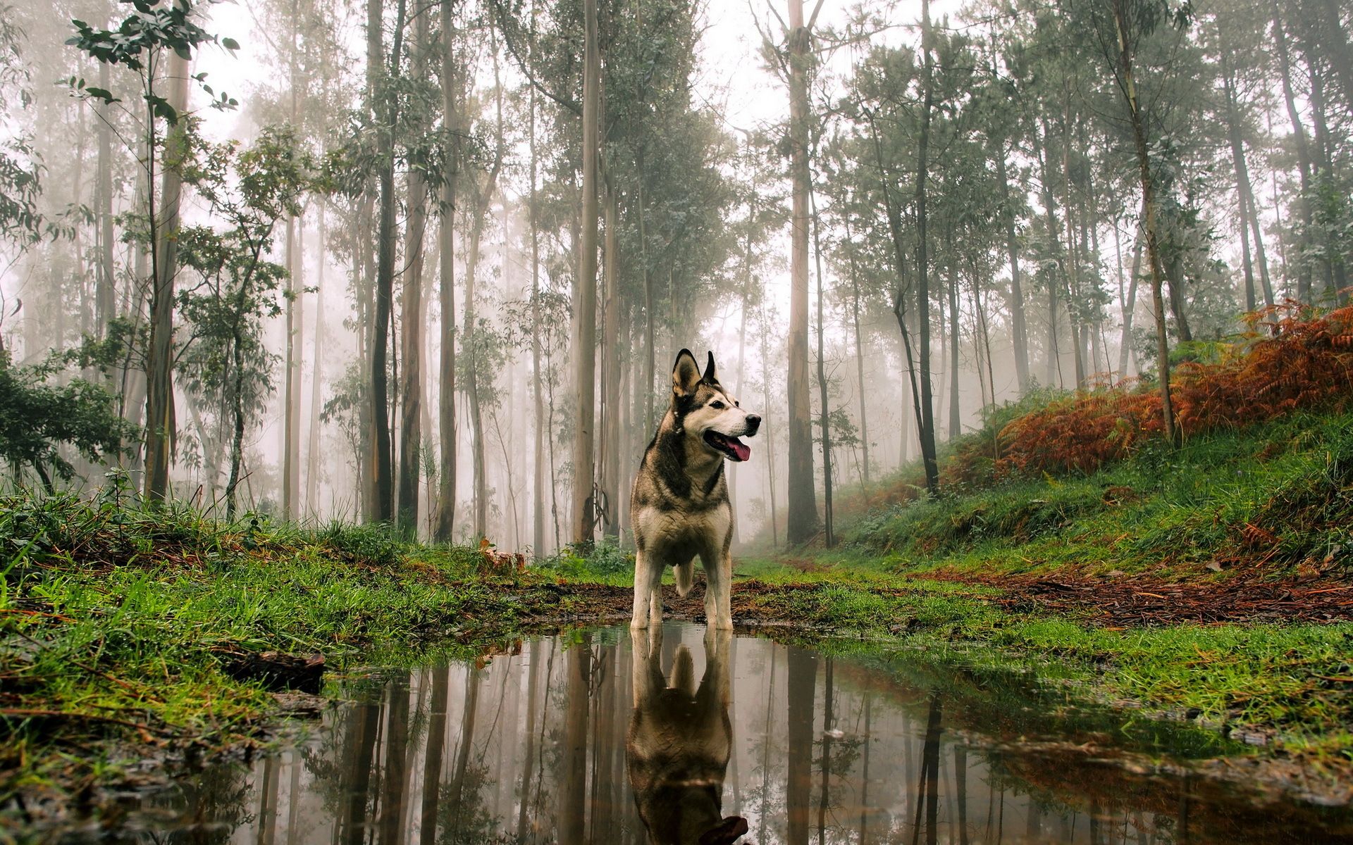 Animal Dog Fog Forest Husky Reflection Tree Wallpaper:1920x1200