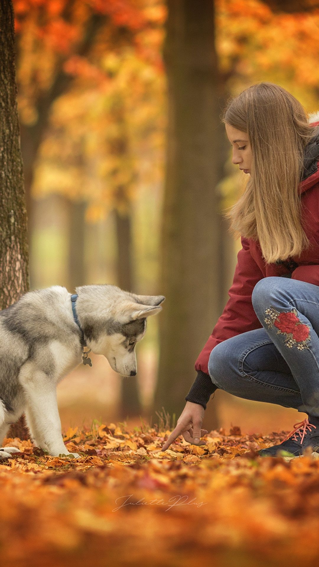 Photo Husky Dogs female Autumn animal 1080x1920