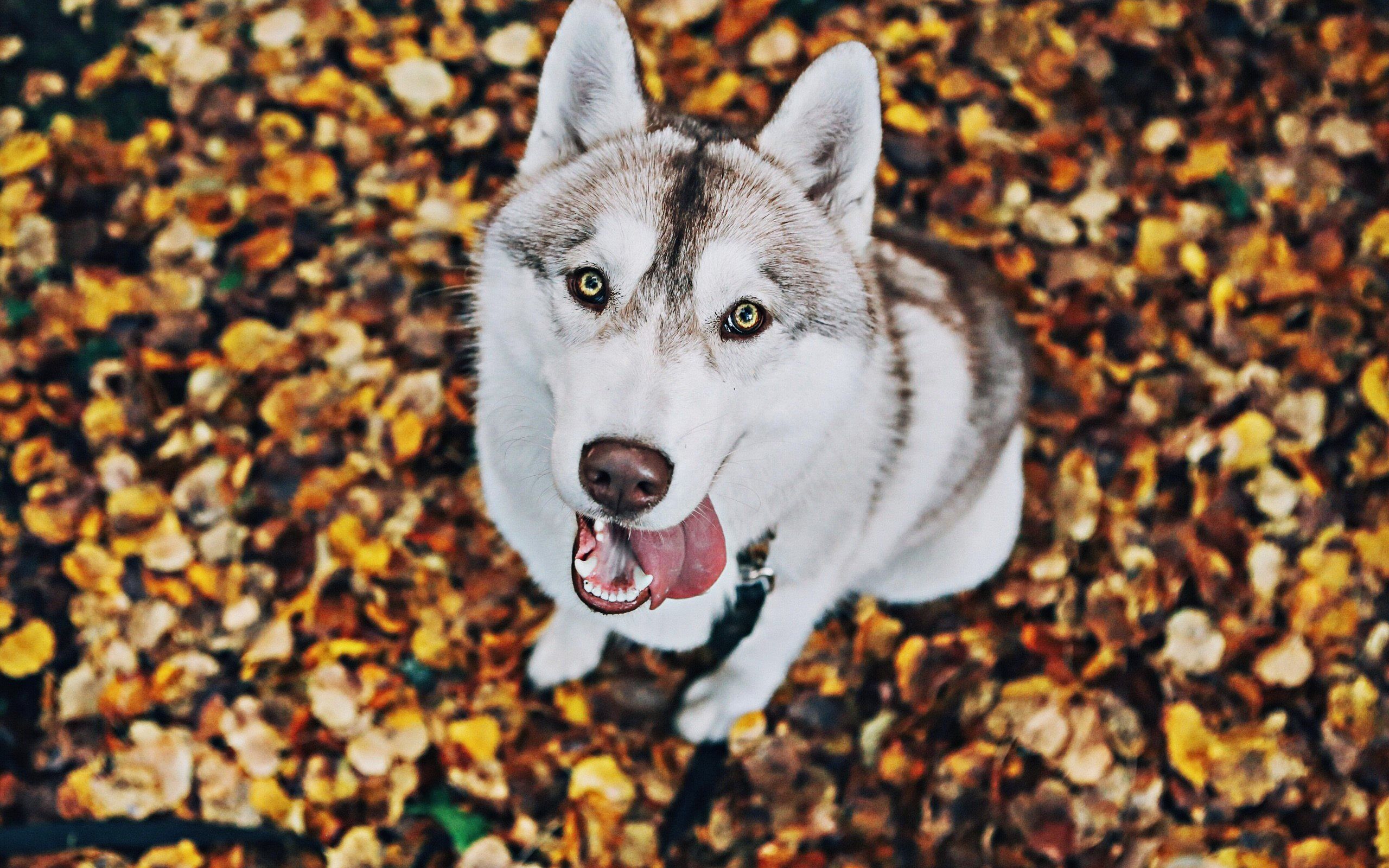 Download Wallpaper Husky Dog, Autumn, Cute Animals, Close Up, Bokeh, Pets, Siberian Husky, Dogs, Husky For Desktop With Resolution 2560x1600. High Quality HD Picture Wallpaper