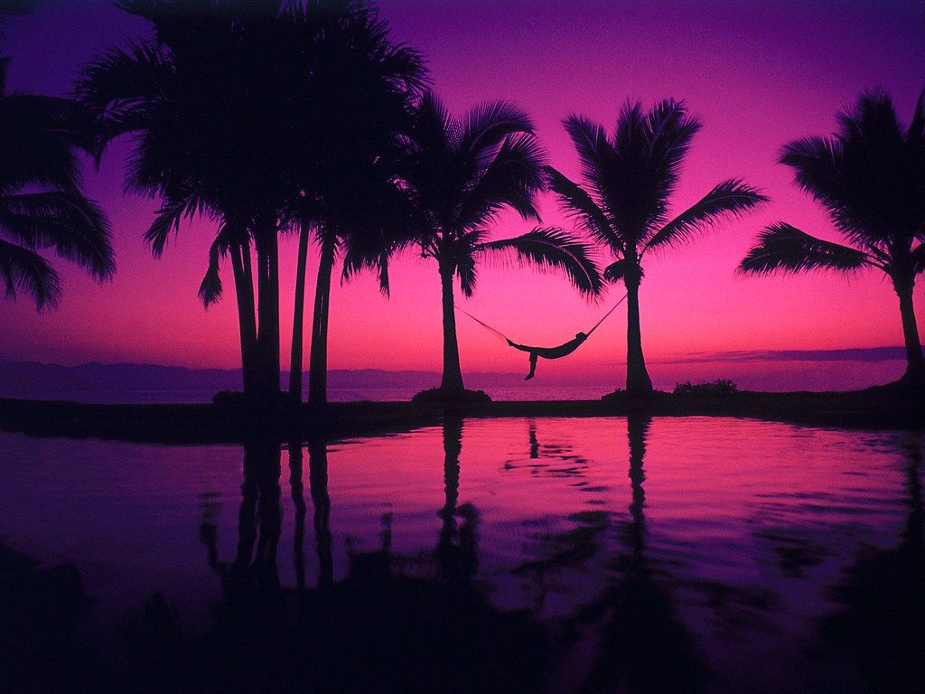 Purple Beach Sunset With Palm Trees Wallpaper Cool Free