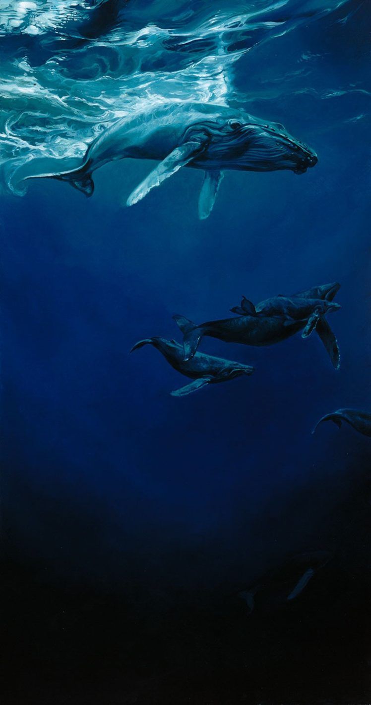 ocean, Animal, Cute, Blue, Deep, Whale Wallpaper HD / Desktop and Mobile Background