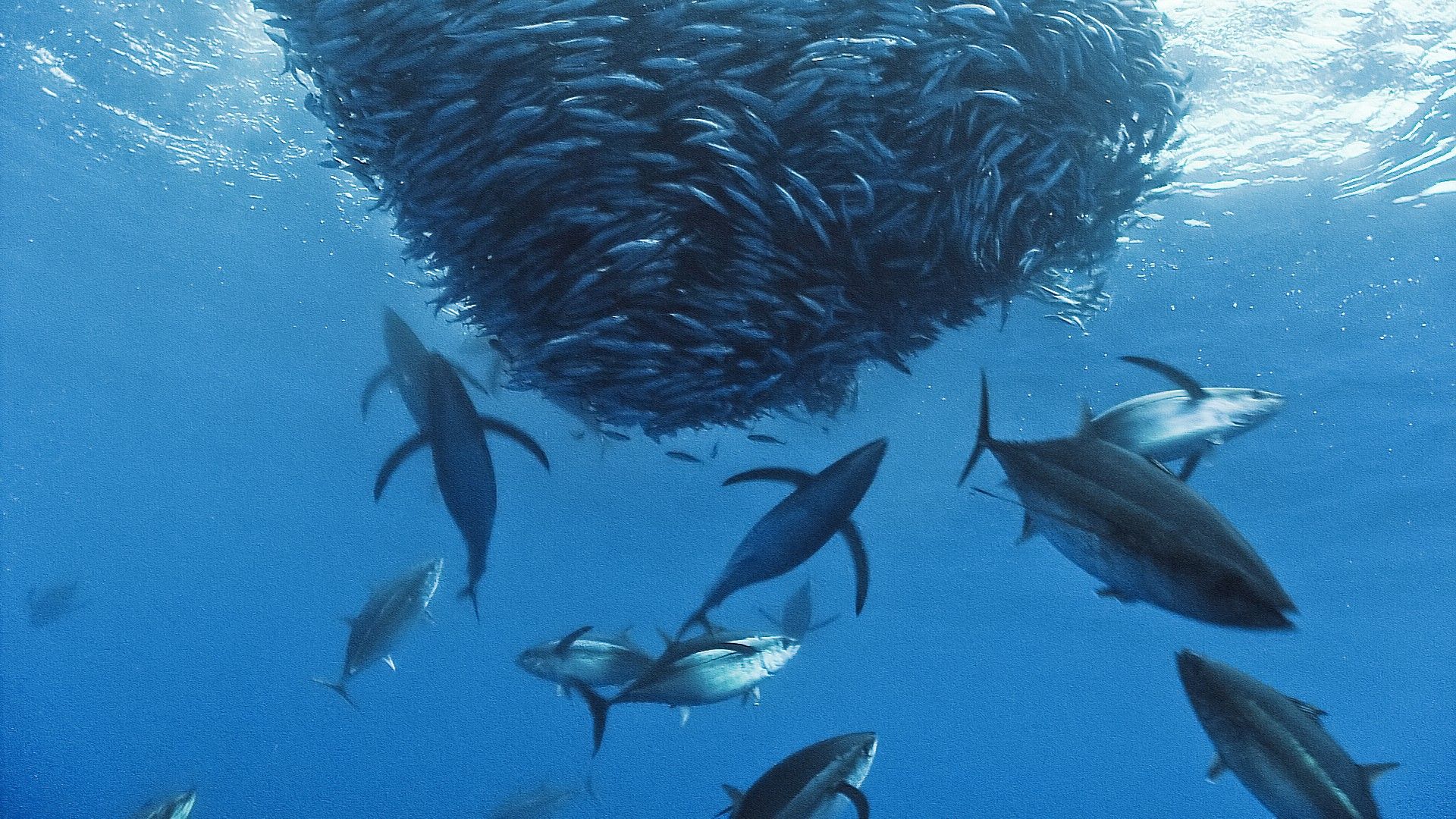 Ocean Fish Wallpaper HD