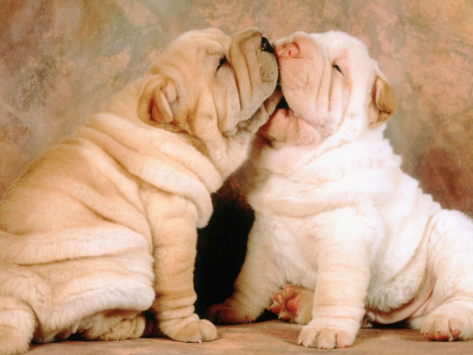 HD Cute Puppy Background