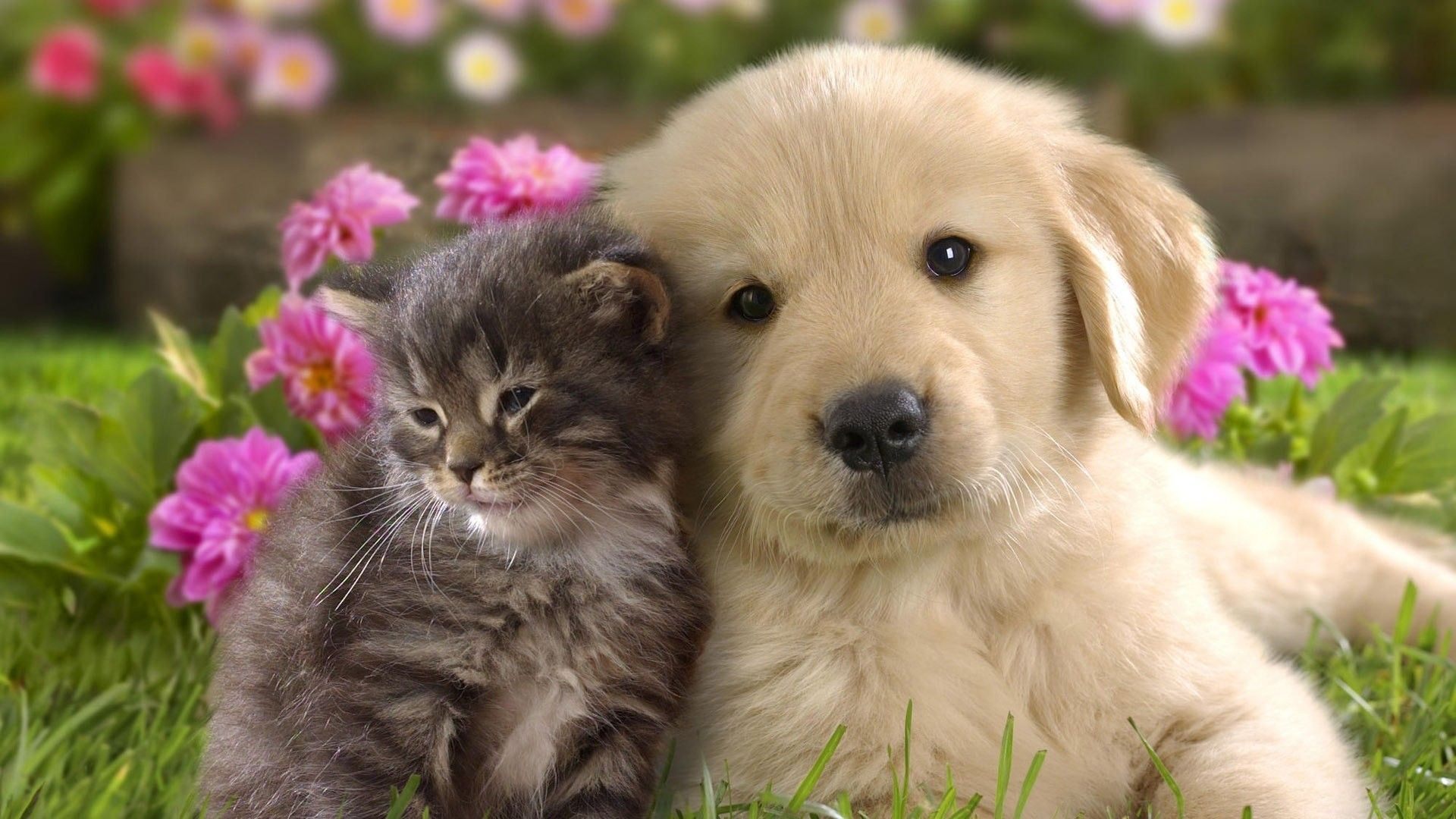 Cute Puppy and Kitten