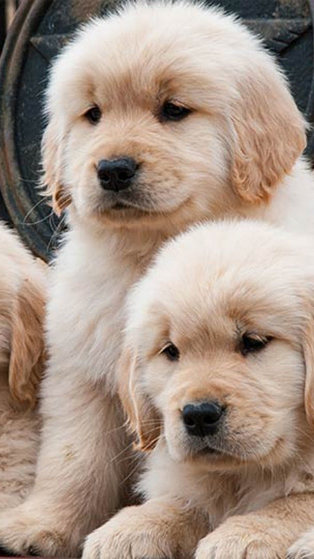 Golden Retriever Babies Wallpaper Free HD Wallpaper