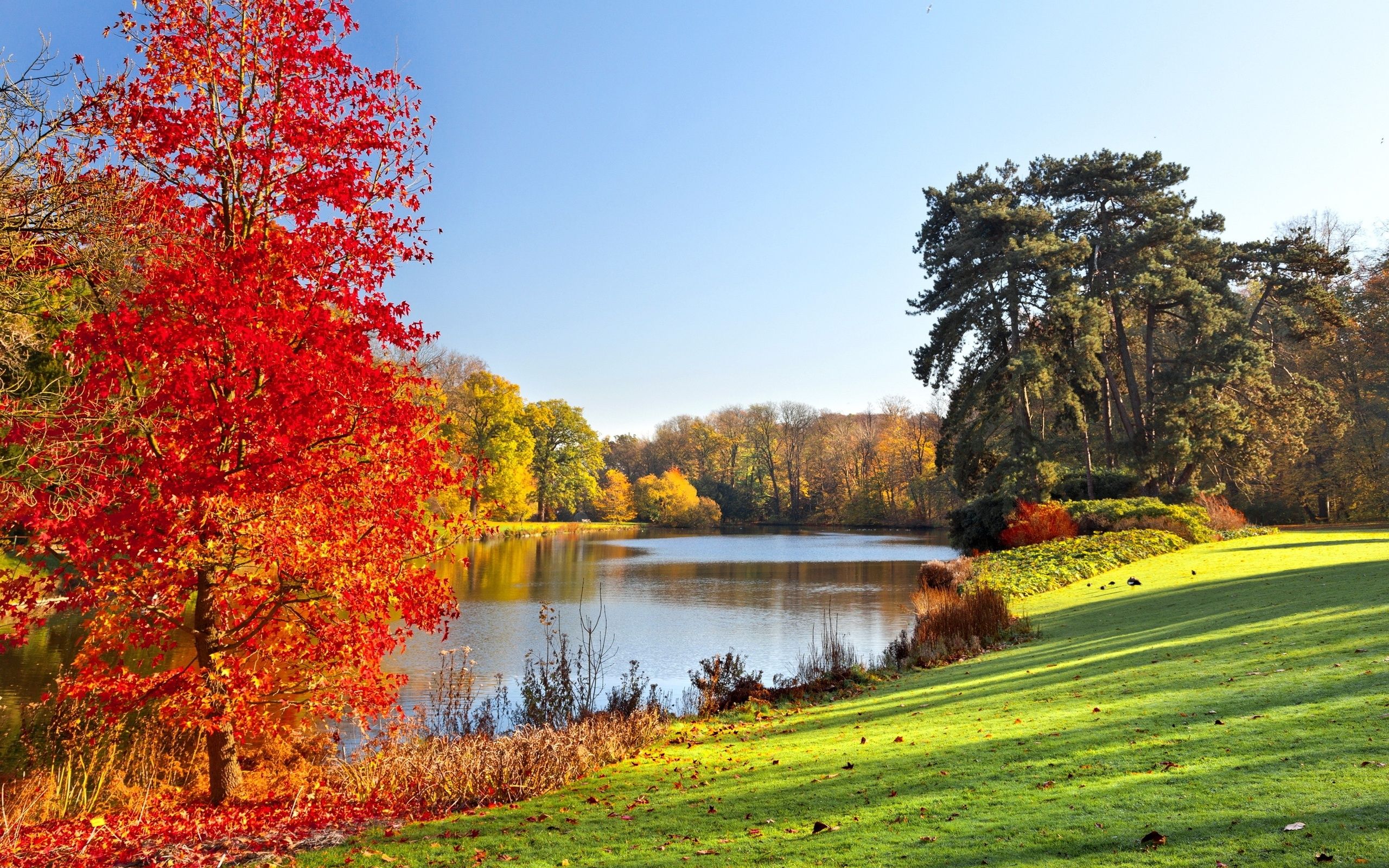 trees, leaves, river, beautiful, morning view, green grass, lawn, autumn wallpaper