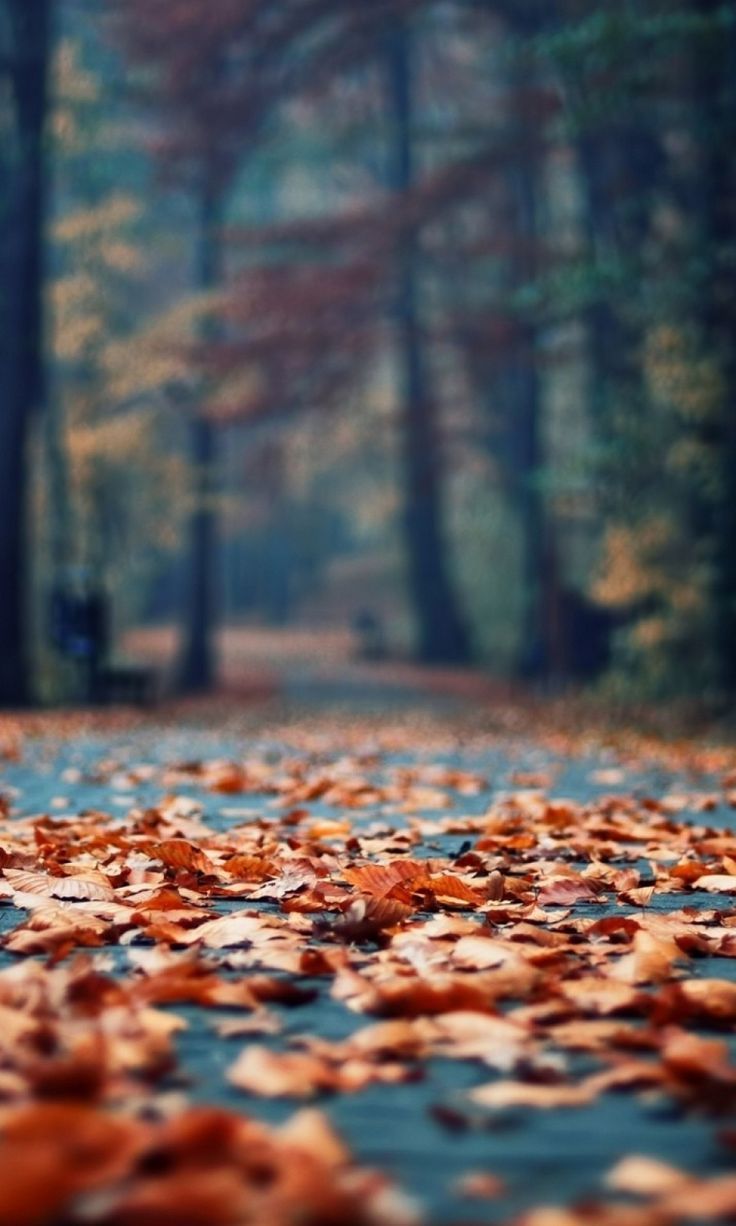 HD fall vibes autumn wallpapers  Peakpx