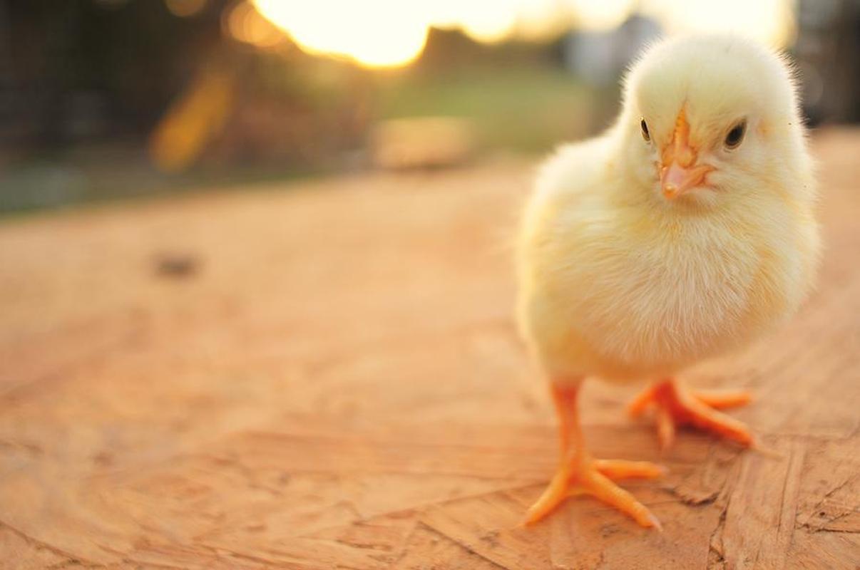Cute Chickens Baby Wallpaper