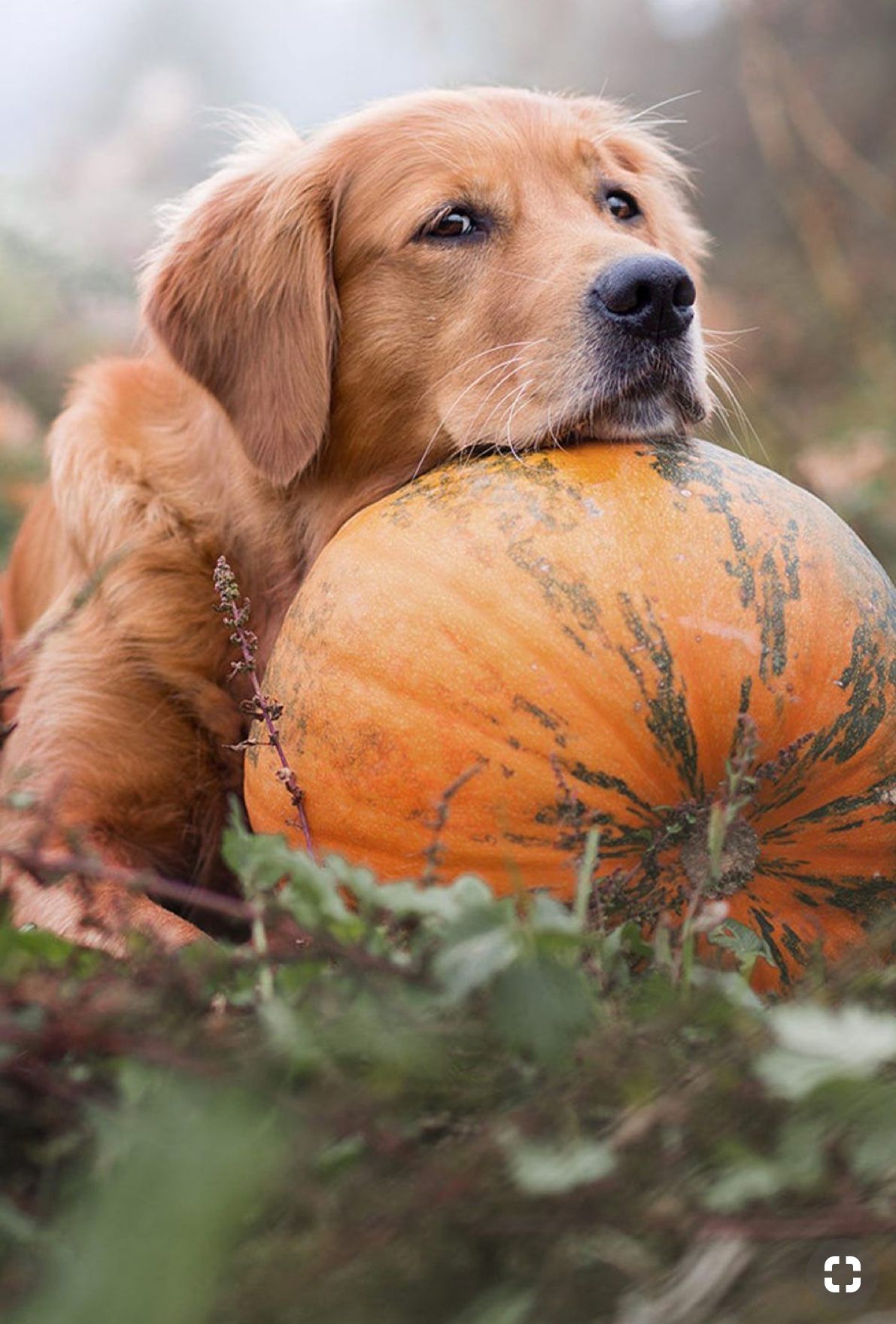 Dog at Halloween Dog with pumpkin Tricke or treat Stock Photo  Alamy