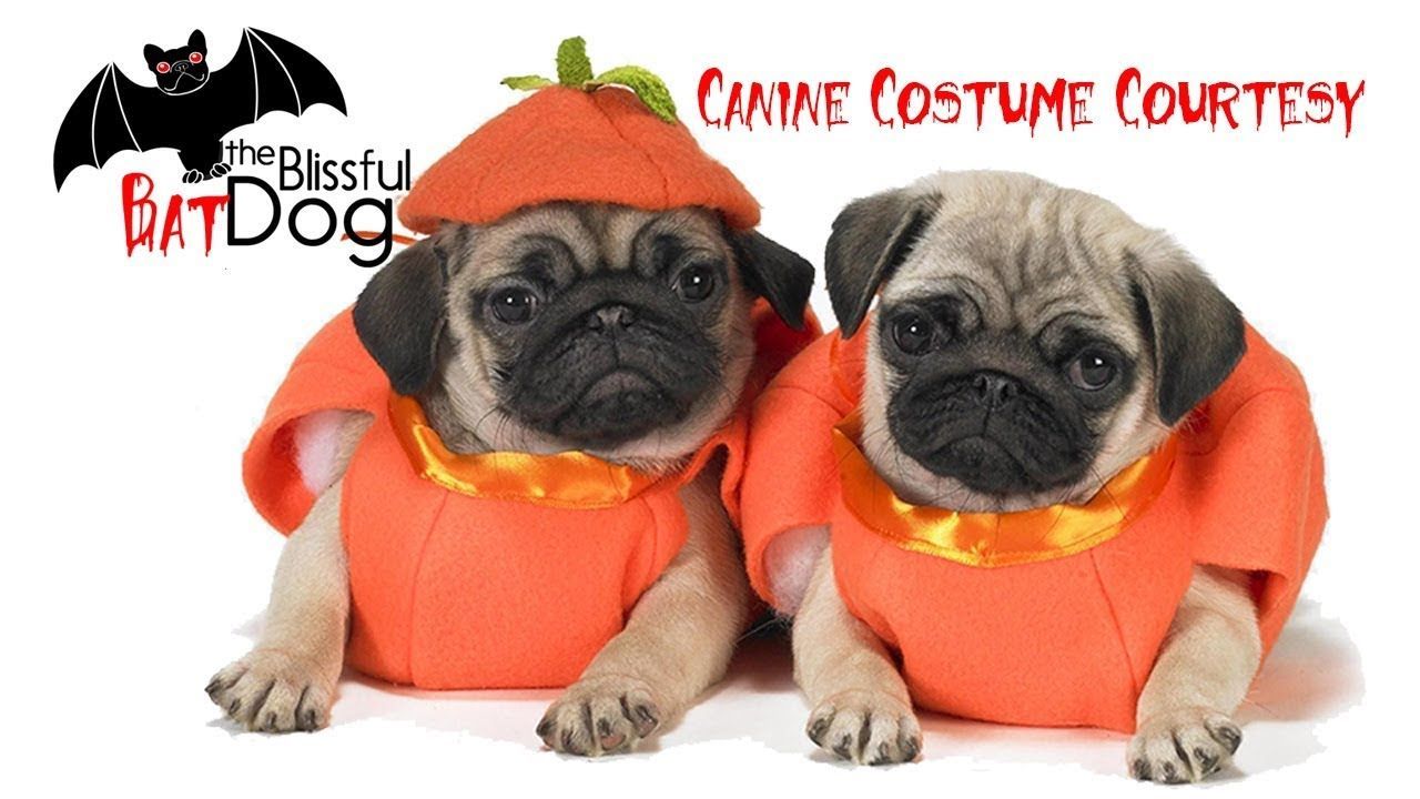 Halloween Canine Costume Courtesy being respectful of our dogs and their needs, we can make Halloween fu. Pug halloween costumes, Pet costumes, Dog halloween