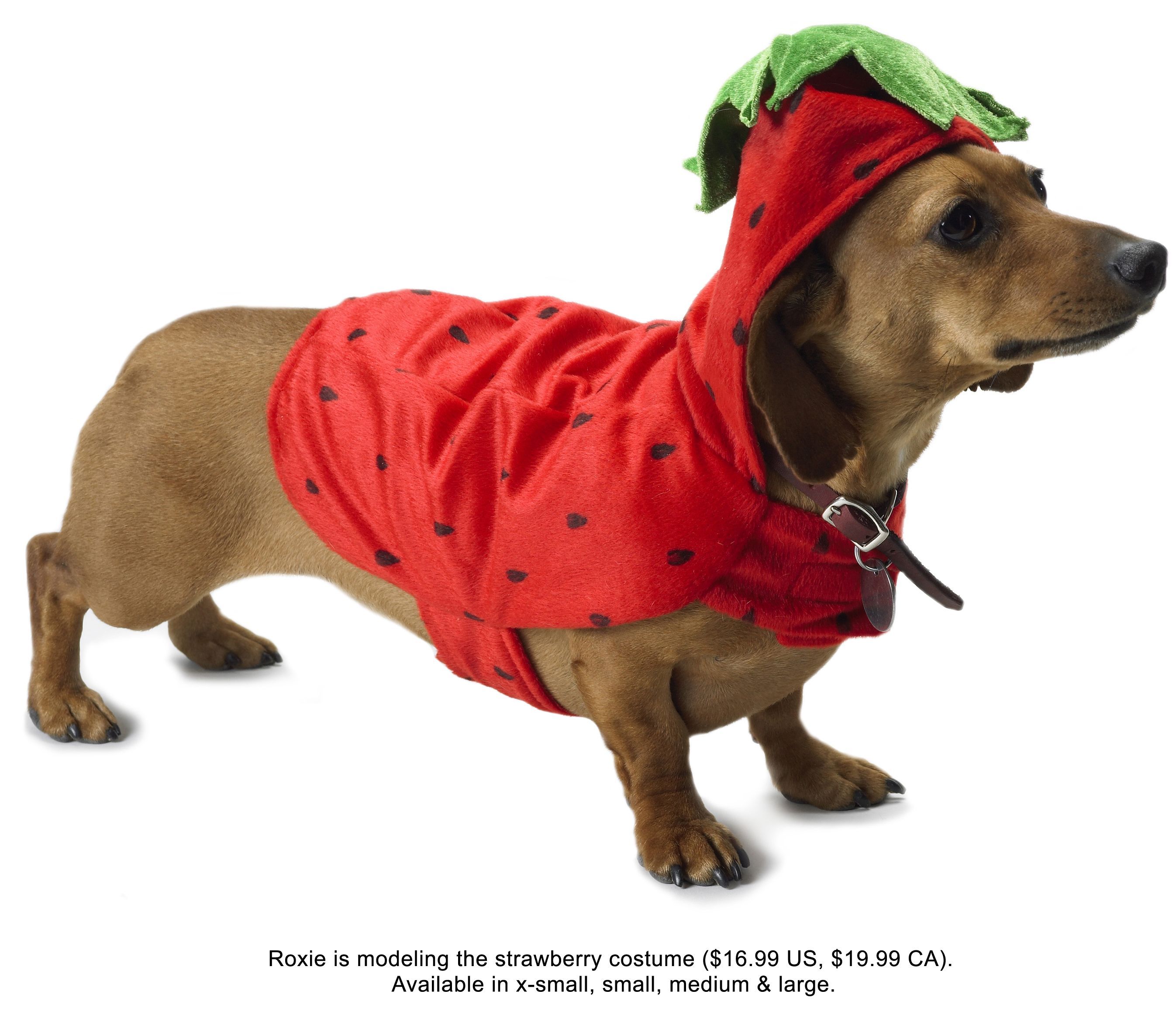 soooo cute!! STRAWBERRY. Dog wallpaper, Dachshund costume, Pet birds