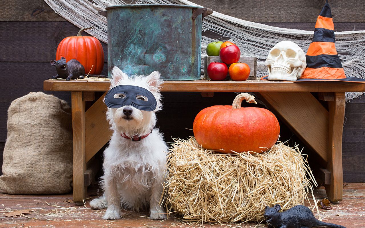 Halloween Pet Safety Tips to Keep Your Dog Safe. Taste of Home