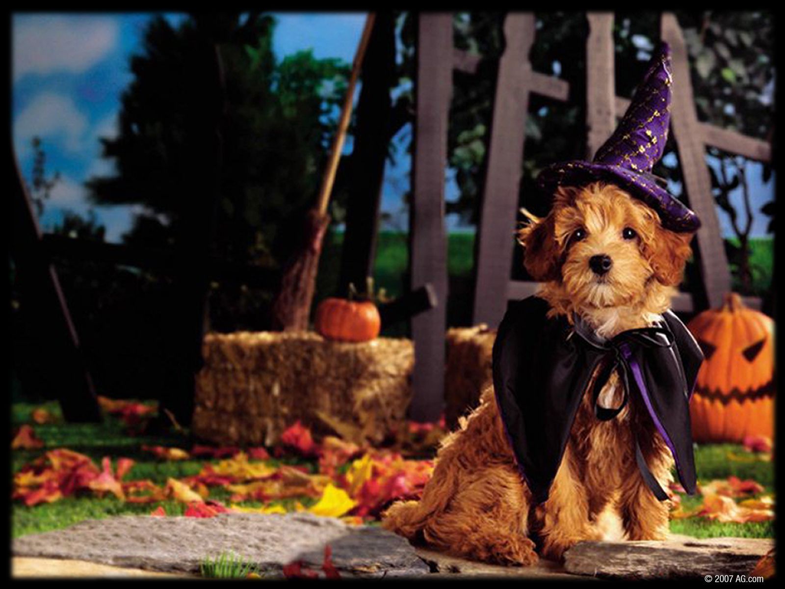 Cute Halloween Dogs Wallpapers - Wallpaper Cave