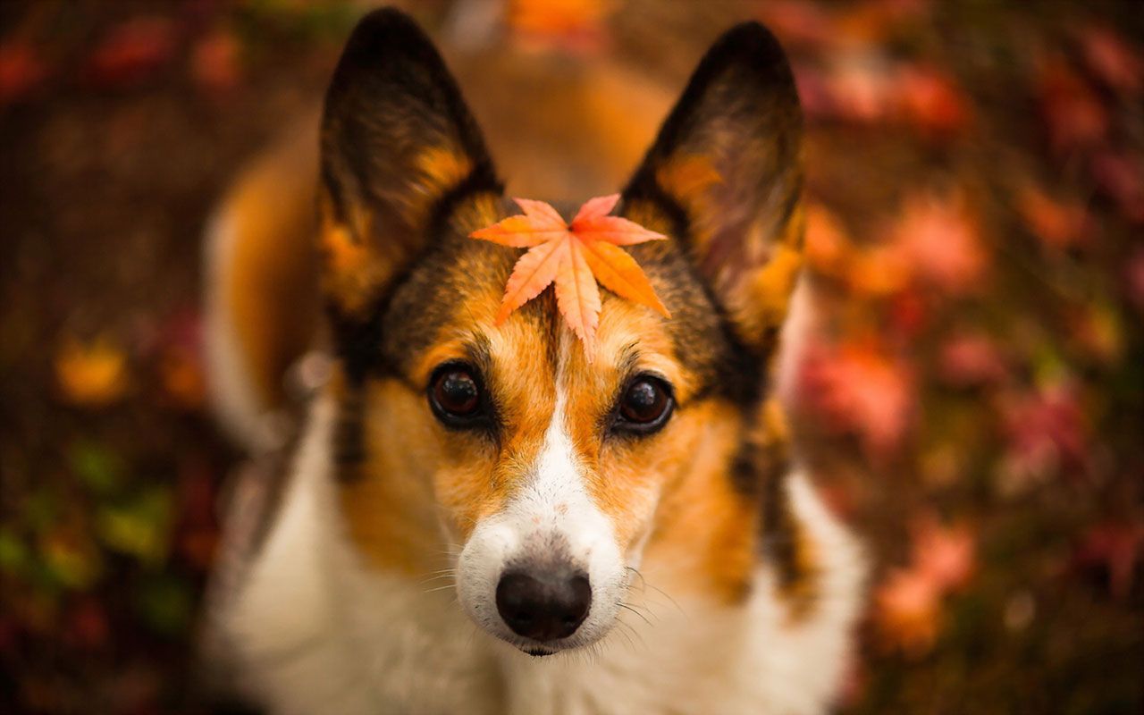 Free download Autumn season wallpaper cute dog photography 15 Animal Wallpaper [1280x800] for your Desktop, Mobile & Tablet. Explore Free Fall Wallpaper with Dogs. Free Halloween Wallpaper, Free Thanksgiving
