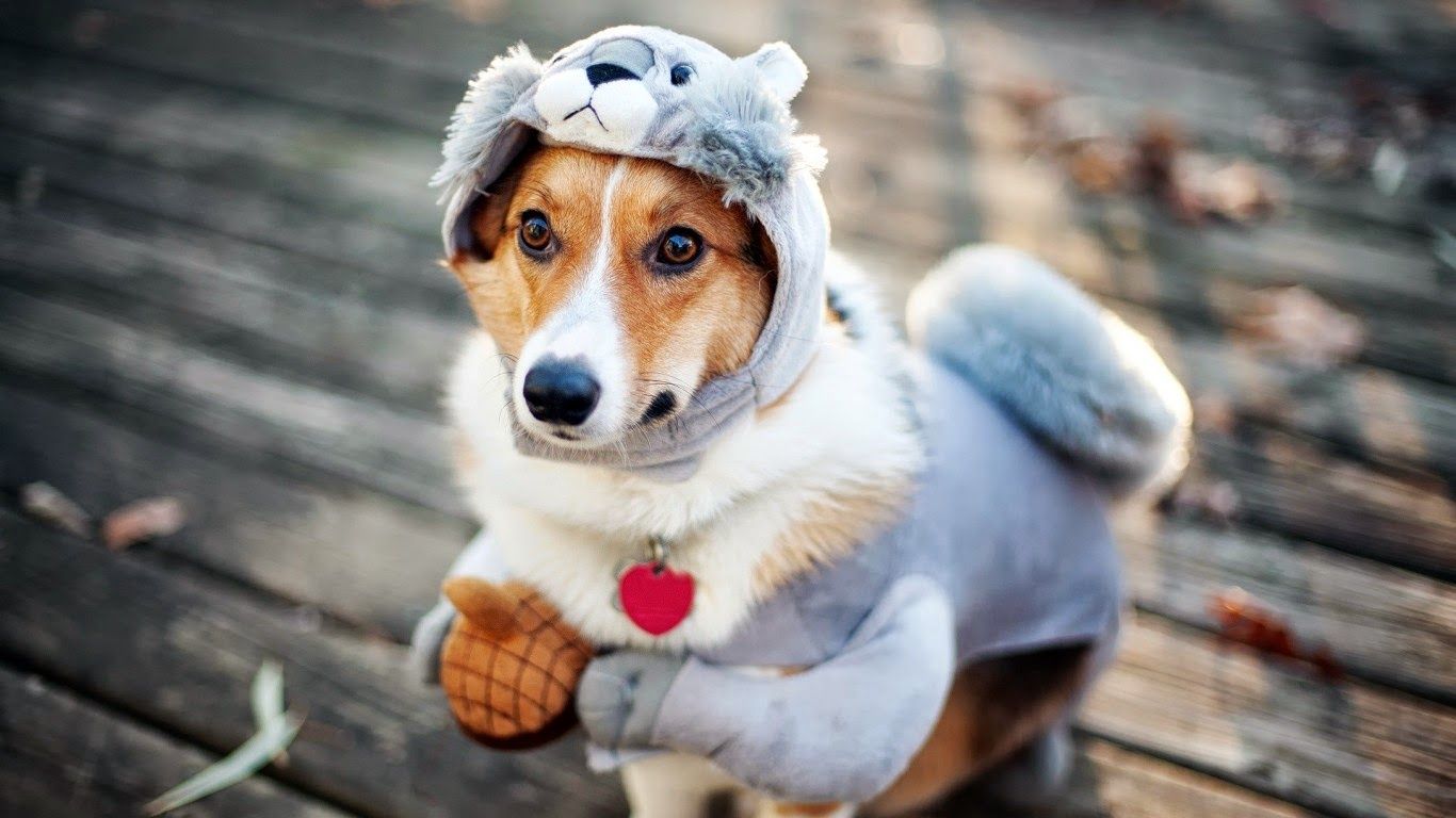 Anime With Army Outfits. Cute dog costumes, Dog costume, Corgi