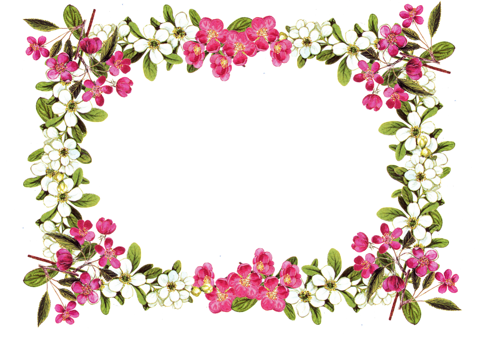 Elegant Free Flower Border Image. Top Collection of different types of flowers in the image HD