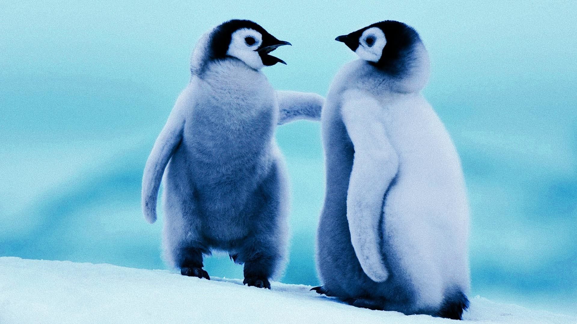 Cute Baby Penguin Wallpaper Free Cute Baby Penguin Background