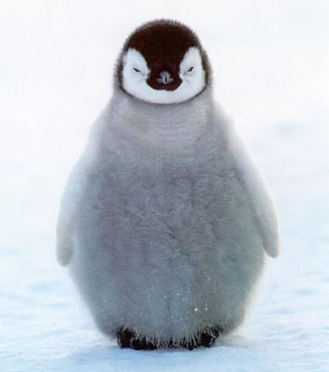 Baby Penguin, iPhone, Desktop HD Background / Wallpaper (1080p, 4k) (1200x1356) (2020)