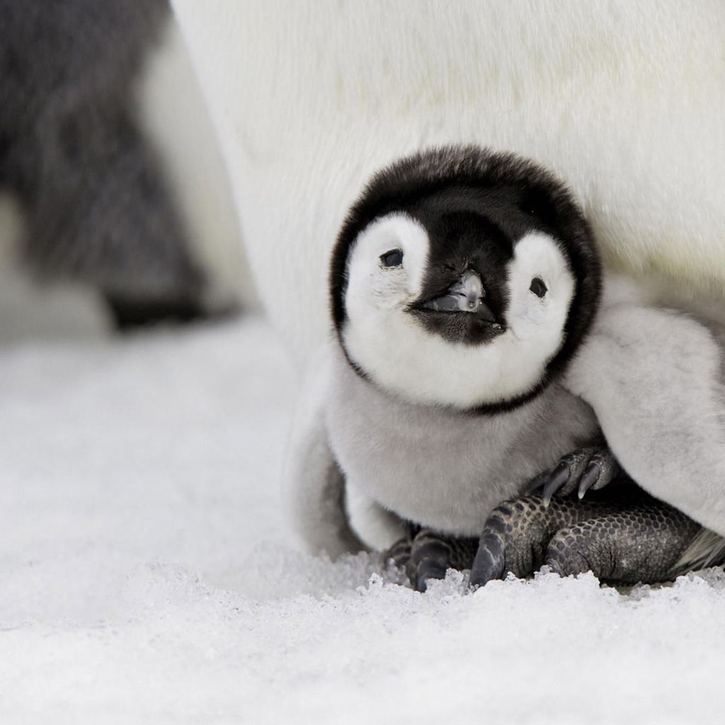 Wallpaper Animal: Baby Penguin Wallpaper