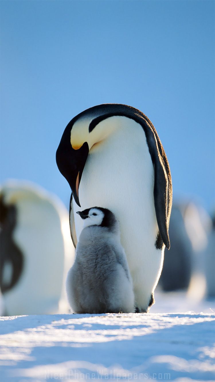 Penguins Family IPhone 6 6 Plus Wallpaper And Background. Penguins, Penguin Wallpaper, Cute Penguins