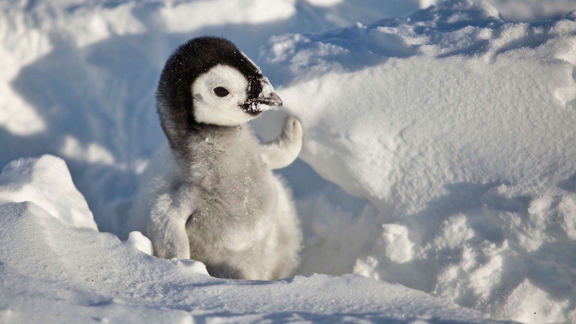 Cute Penguin Baby in Snow