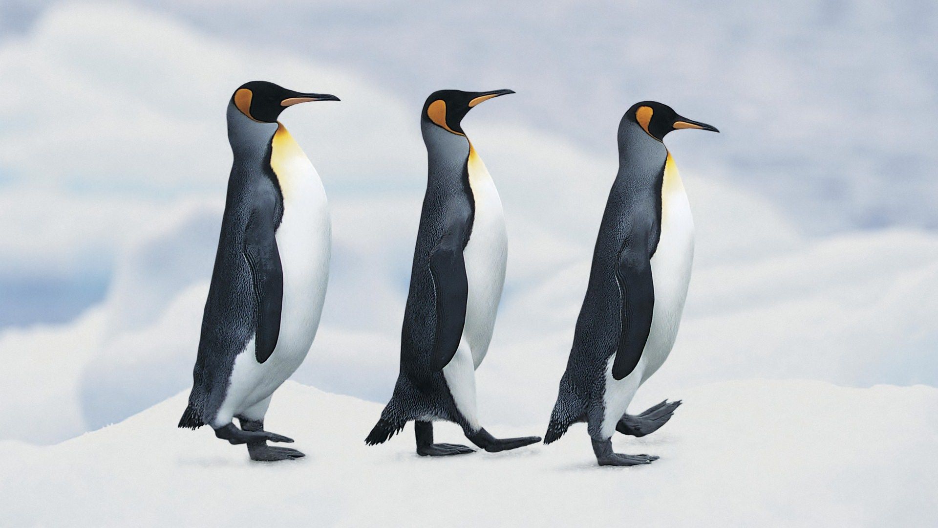 Three Penguins Walking in a Queue Wallpaper
