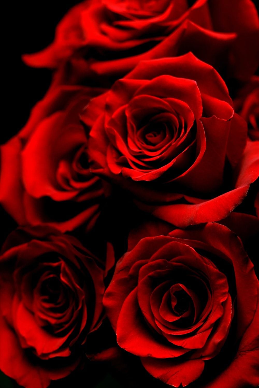 Red Rose Mobile Wallpapers Wallpaper Cave