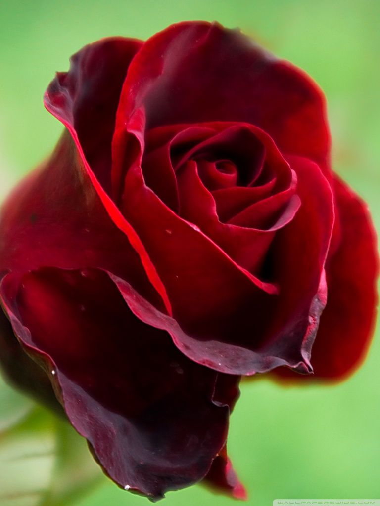 Beautiful Red Rose Flower HD Wallpaper