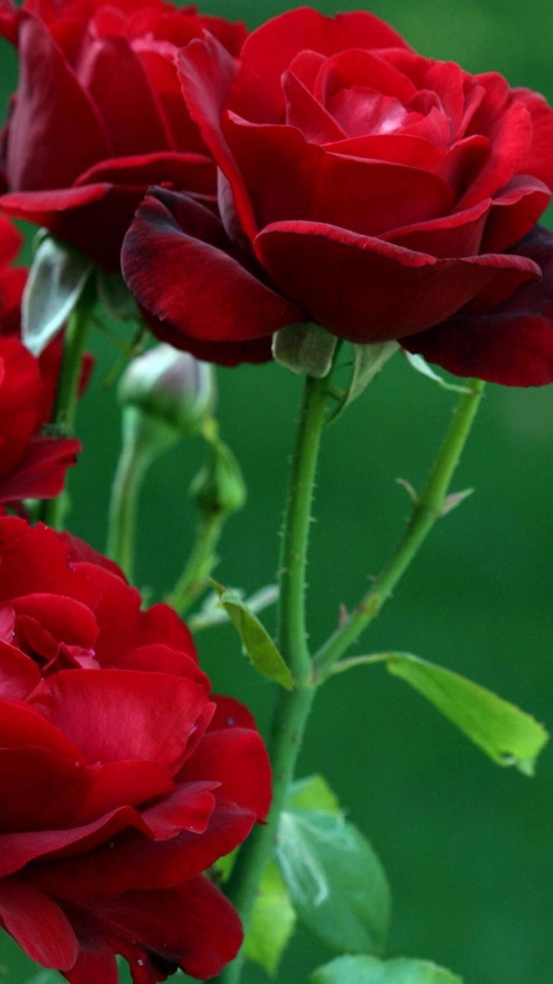 Red Rose Flower Wallpaper HD For iPhone 6 Mobile